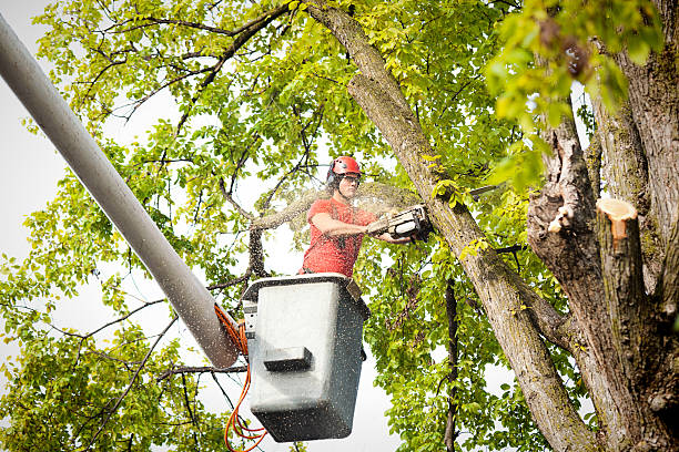  Moore Haven, FL Tree Services Pros